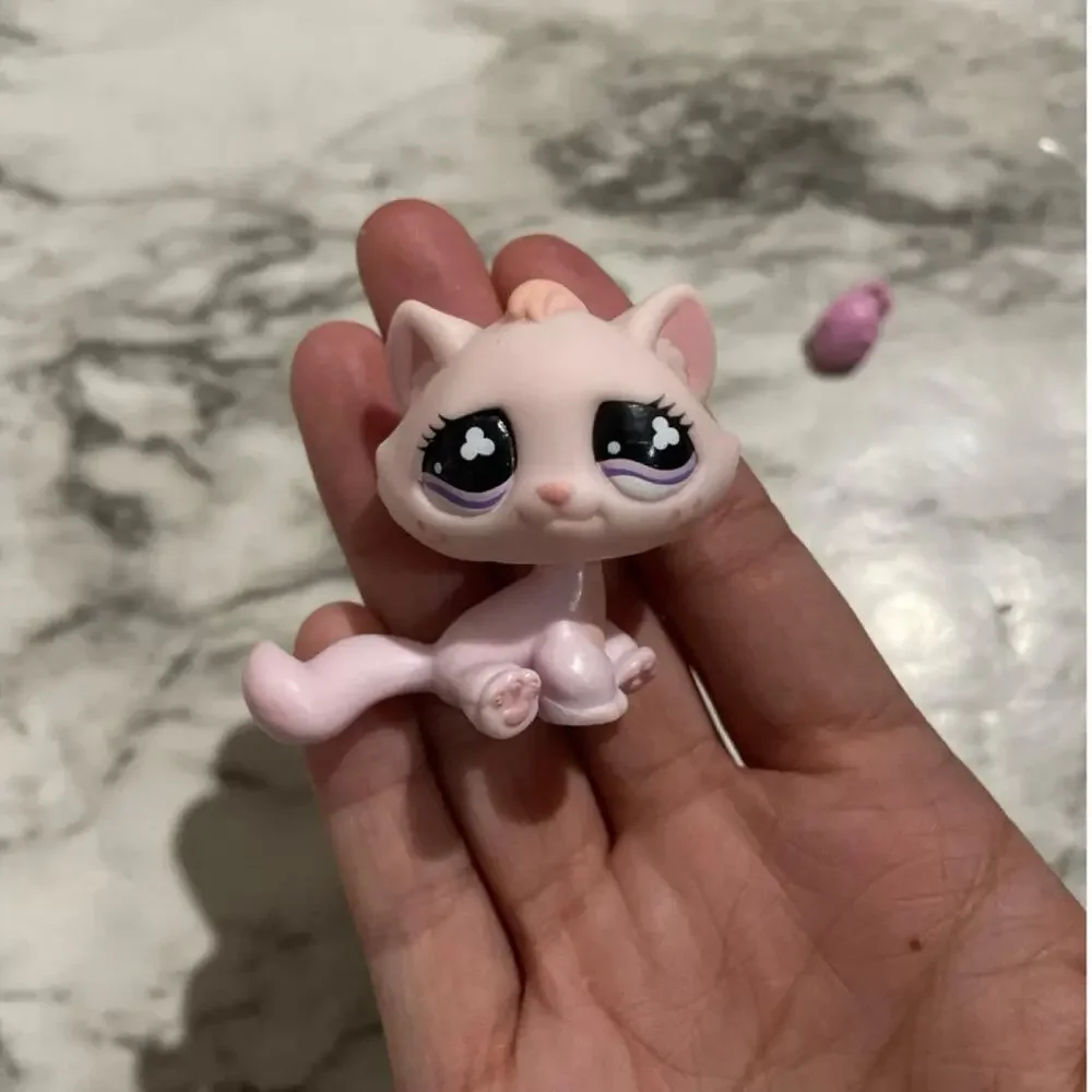 606 tabby bonbon cat sitting